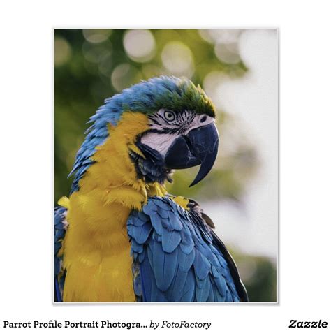 Parrot Profile Portrait Photograph Poster