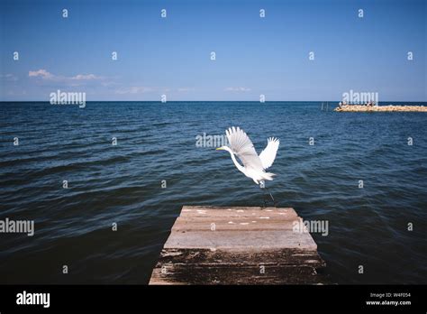 Seagull Flying In Pier Stock Photo Alamy