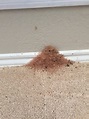 Carpenter Ant Removal & Prevention In Mesquite TX | Ant Control