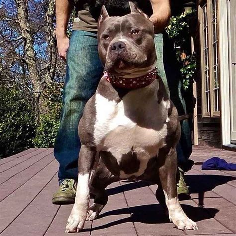 Generally, the xl bully stands at 20 to 23 inches at the wither. XXL American Bully and Pit Bull - Viral Fancy