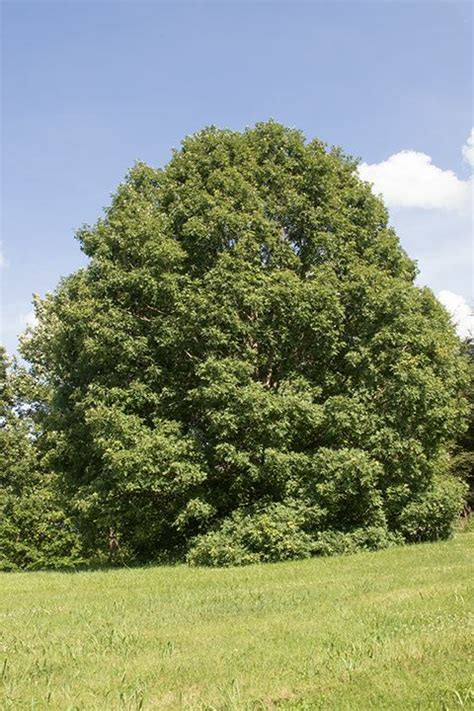 Quercus Alba White Oak State Botanical Garden Of Kentucky