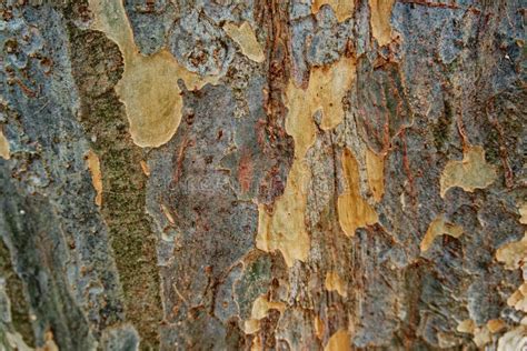 Chinese Elm Tree Bark Stock Image Image Of Abstract 293705631