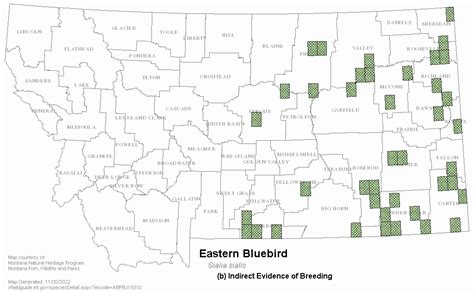 Eastern Bluebird Montana Field Guide