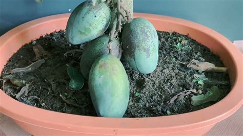 How To Make A Mango Tree Bonsai Best Techniques Youtube