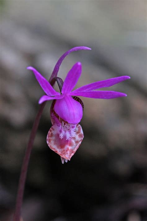 Maybe you would like to learn more about one of these? Native Orchids of the Pacific Northwest and the Canadian ...