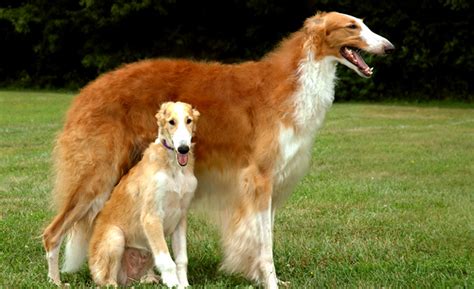 13 Coolest Looking Dog Breeds Life With Dogs