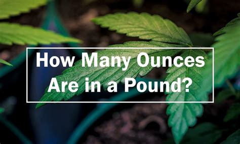 Sep 23, 2019 · whether you refer to recipe books, culinary sites like the traditional oven for example or in math. How Many Ounces are in a Pound? | Education - Where's Weed ...