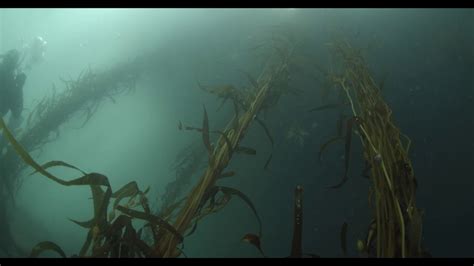 Chief among these is the giant kelp, macrocystis spp. Under the kelp canopy - YouTube
