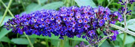 Arbuste à Fleurs Bleues 8 Indispensables Quil Faut Avoir Dans Son Jardin