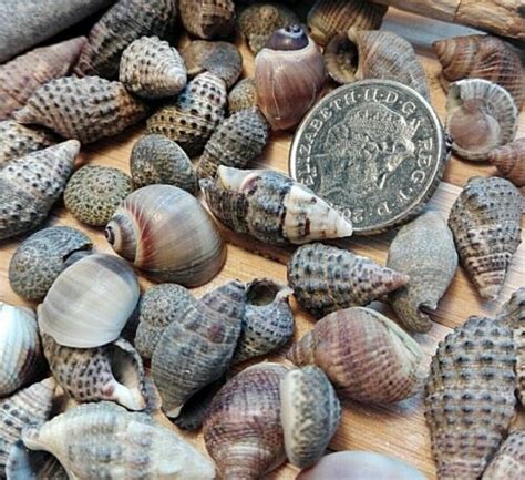50 Dark Brown Mixed Seashells Small Mini Sea Shells Craft Wedding Beach