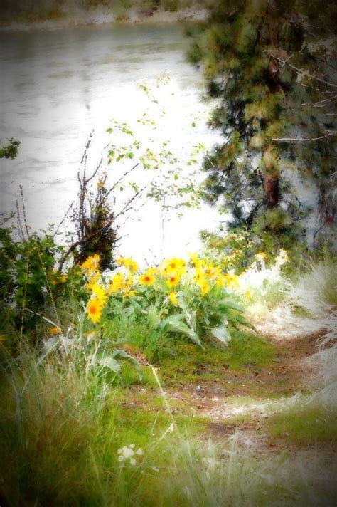 Yellow Flowered Path By Mythicfx On Deviantart Yellow Flowers