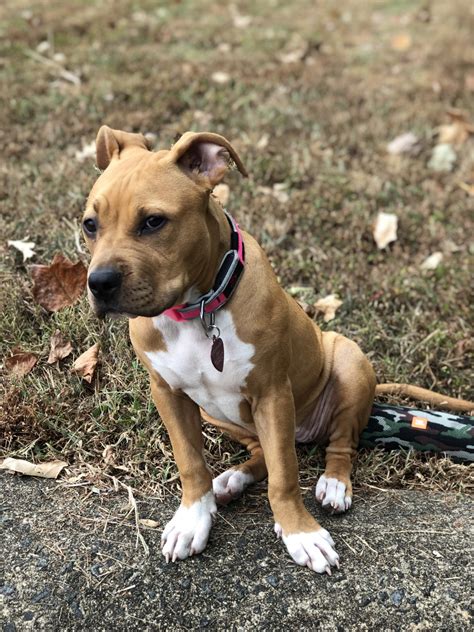 All of you pit bull lovers know how beautiful, lovable, and silly these amazing, but misunderstood dogs are! American Pit Bull Terrier Puppies For Sale | Wilcoxson Drive, VA #322191