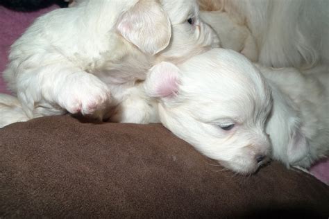 Fluffybums Coton De Tulear The Puppies Are Three Weeks Old