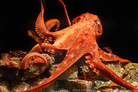 Giant Pacific Octopus Photos By Ron Niebrugge