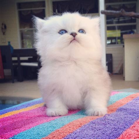 First and foremost, we have been breeding persian and himalayan kittens for 32 years now, we have been on the internet for 17 of those years and seen tons of here today gone. Teacup Kittens For Sale at #KismetKittens To Reserve: Web ...