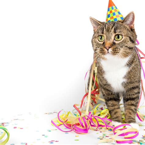 How To Have A Wow Worthy Party For Your Cat Kritter Kommunity