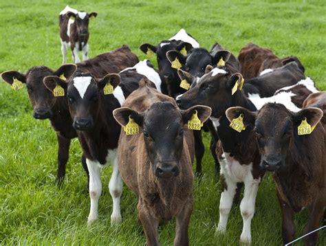 10 Steps Every Farmer Needs To Follow When Feeding Calves Agriland
