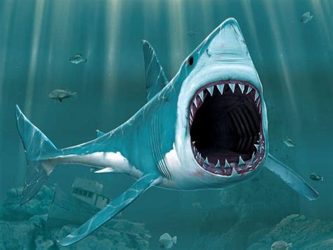 3d Shark Wallpapers Top Free 3d Shark Backgrounds Wallpaperaccess