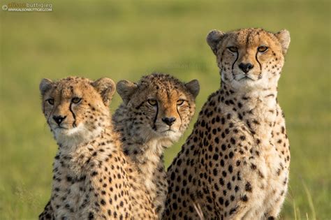 Cheetahs Alison Buttigieg Wildlife Photography