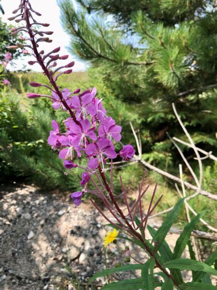 Fireweed Chamaenerion Angustifolium Designs By Nature Llc