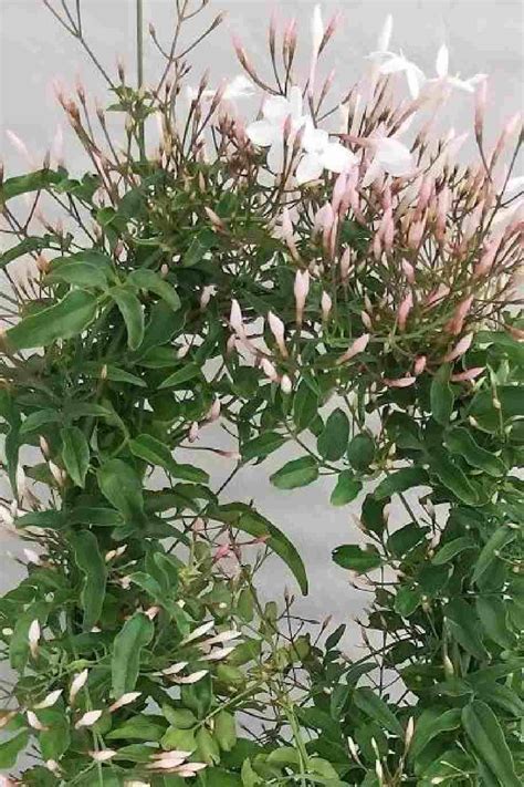 Jasminum Polyanthum Pink Jasmine Plantshopme