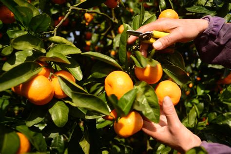 Harvesting Your Oranges Food Gardening Network