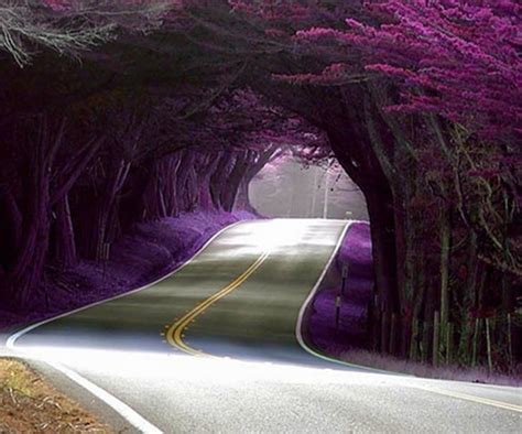 30 Spectacular Tree Tunnels Around The World You Wont Believe Exist