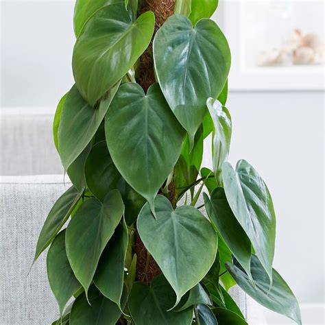 Buy Heart Leaf Philodendron Scandens Delivery By Waitrose Garden In