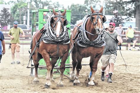 Horse Pullers A Dc Favorite Daily Advocate And Early Bird News