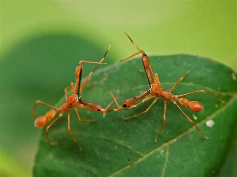 Ant Mimic Spider Fight 2 Ant Mimicry Or Myrmecomorphy Is A Phenomenon In Which Arthropods