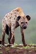 Spotted Hyena | Hyena, Animals wild, Wild dogs