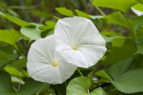 Cultivar E Cuidar De Plantas De Flores Da Lua 2023 Aprender Fazer