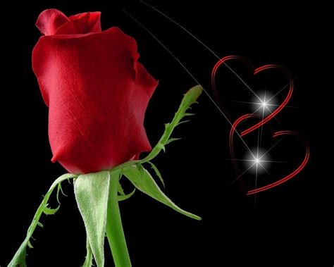 Red Rose Wallpapers For Love Wallpaper Cave