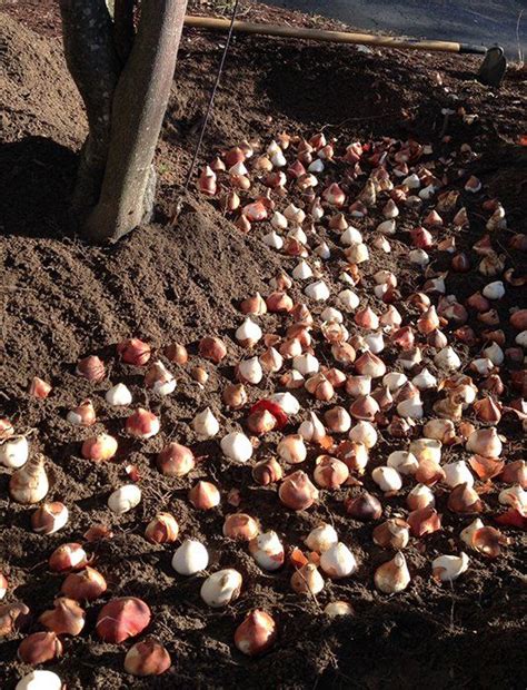 Quick And Easy Trench Planting For Fall Bulbs American Meadows Spring