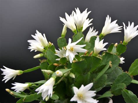Easter Cactus Care Tips For Growing An Easter Cactus Plant