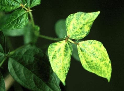 This option is suitable for the protection of cereals from cereal flies and grain sawflies, peas from pea aphids. Knowledge Bank | Prevention of Yellow Mosaic Virus on beans