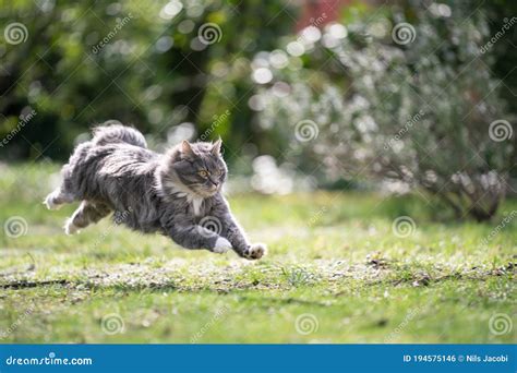 Cat Running Fast On Meadow In Sunlight Stock Photo Image Of Maine