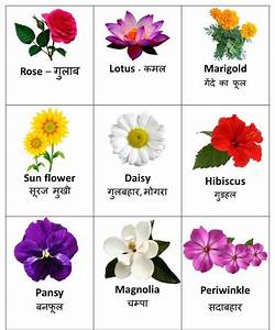 Flowers Name In Hindi And English Flowers Name In Hindi Flower Chart