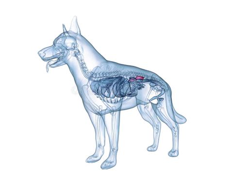The Dogs Kidneys Stock Illustration Illustration Of Health 168611487