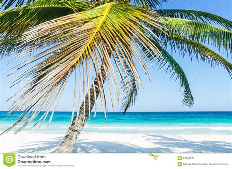 Tropical Seaside View And Palm Trees Over Turquoise Sea At