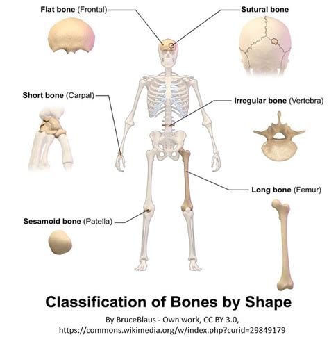 Bones And Skeletal Tissues Scientist Cindy