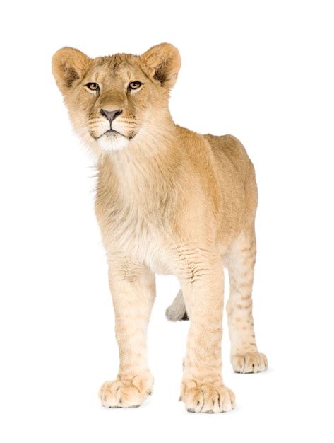 Premium Photo Lion Cub 8 Months Isolated