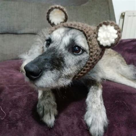 Pattern Only Crochet Doggie Snood Pattern Dog Snood Animal Etsy