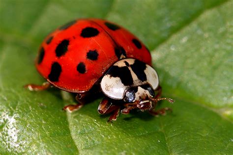 Blog Facts About Asian Lady Beetles