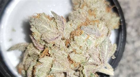 Strain Review Cookie Dawg By Big Head Seeds The Highest