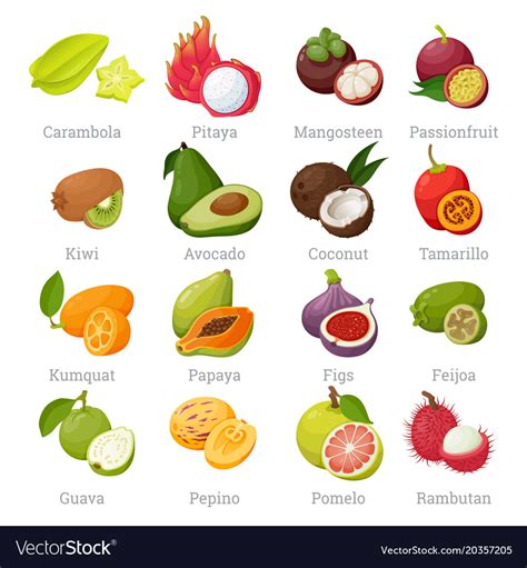 All over the world, there are interesting fruits and vegetables that you might not know about. Exotic tropical fruits set with names Royalty Free Vector