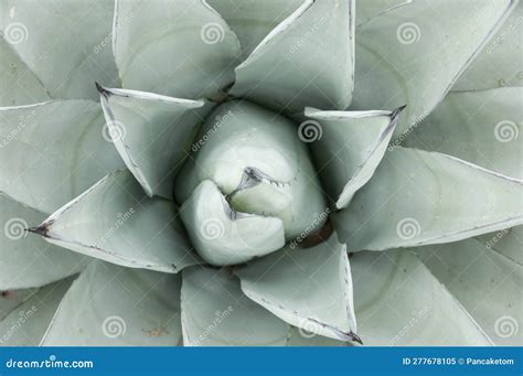 Top View Agave Leaves Green Background Ground Cover Plants Stock