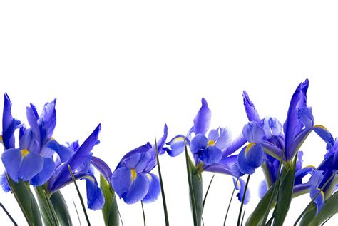 Blue Iris Flower Border On Isolated White Photograph By Vizual Studio