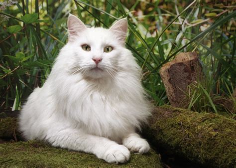 10 Long Haired Cat Breeds We Love
