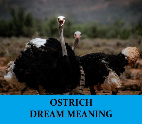 Ostrich Dream Meaning Top 12 Dreams About Ostrich Dream Meaning Net